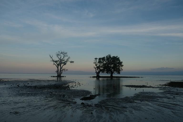 Two trees stand on the shore at dusk.
