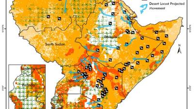 Desert locust crisis in East Africa, 2020