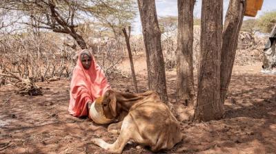FAO: Drought in East Africa May 2022