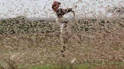 Desert locust crisis in East Africa, 2020
