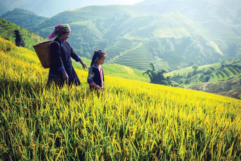 A woman and a child walking through a rice field.